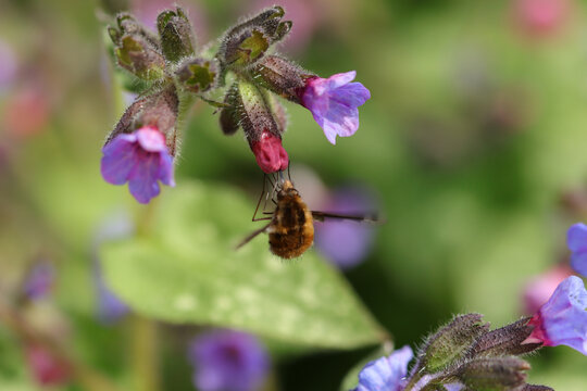 Bombyle (Bombylius major)
Bombylius major in its natural element
