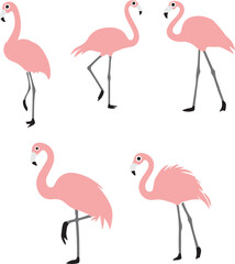 flamingo  illustration on white background  