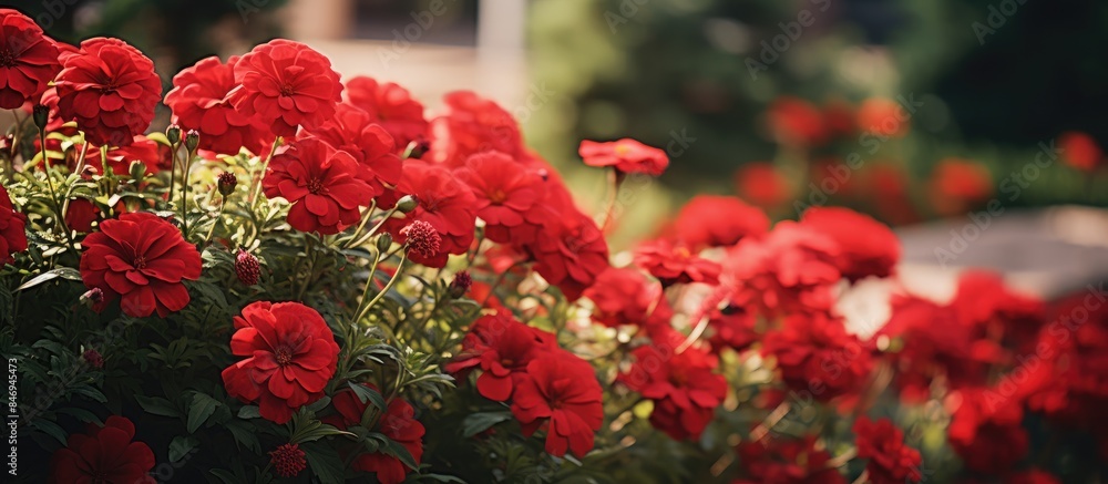 Aufkleber A charming house is surrounded by a garden blooming with vibrant red flowers on the flowerbed. with copy space image. Place for adding text or design