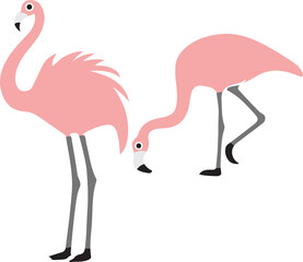 flamingo  illustration on white background  