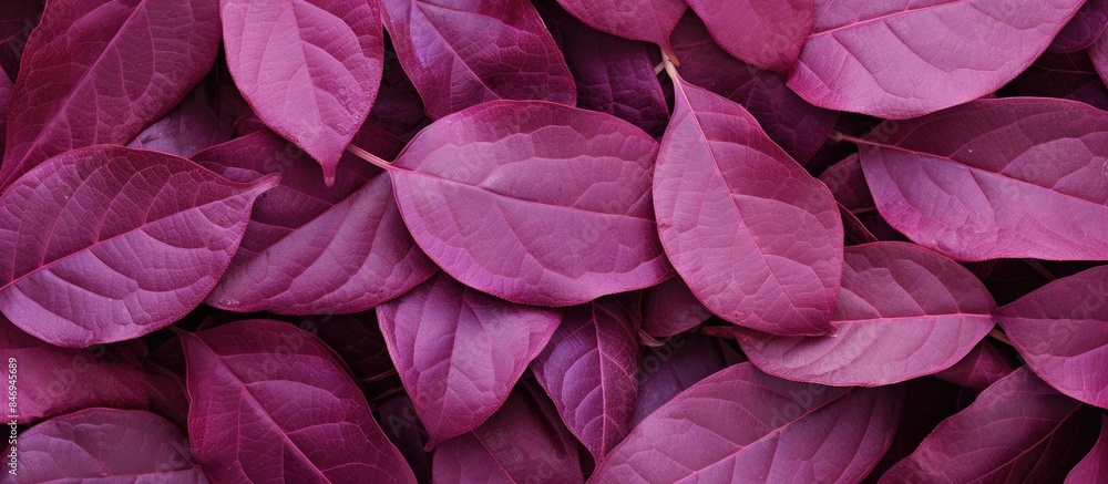 Fototapete plum leaves' texture in close-up detail creating a vegetable background. with copy space image. plac