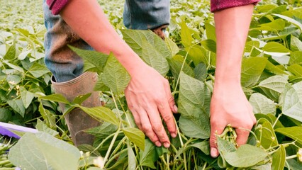 Farmer's hands cutting green beans.