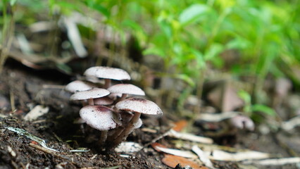 Leucoagaricus meleagris in the forest