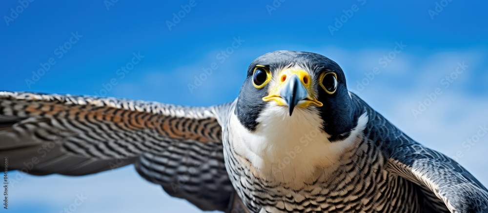 Poster Majestic Peregrine falcon with intense gaze, close up against the vibrant blue sky in a powerful display of flight. with copy space image. Place for adding text or design