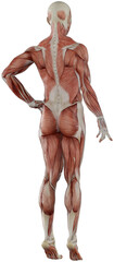male muscle body exercise person with transparent background