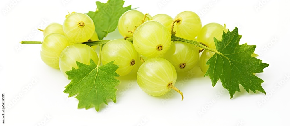 Poster close-up view of a cluster of vibrant green gooseberries with attached leaves. with copy space image
