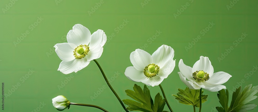 Leinwandbilder three elegant white flowers are displayed in a clear vase against a vibrant green background. with c