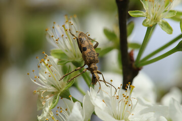 Rhagie mordante (Rhagium mordax)
Rhagium mordax in its natural element
