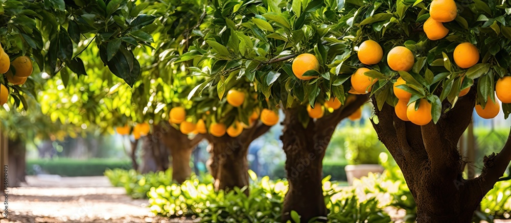 Fototapete lush orange trees in full bloom bearing numerous ripe oranges in a vibrant garden setting. with copy