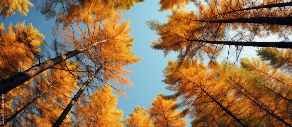 Poster Pine trees in the forest during autumn, displaying a vibrant foliage of yellow and red leaves. with copy space image. Place for adding text or design
