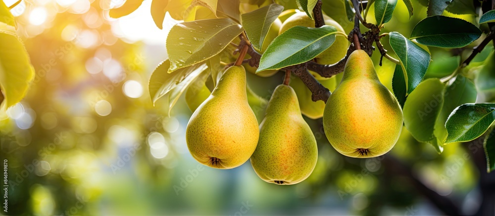 Poster ripe pears clustered on branches in an orchard. with copy space image. place for adding text or desi