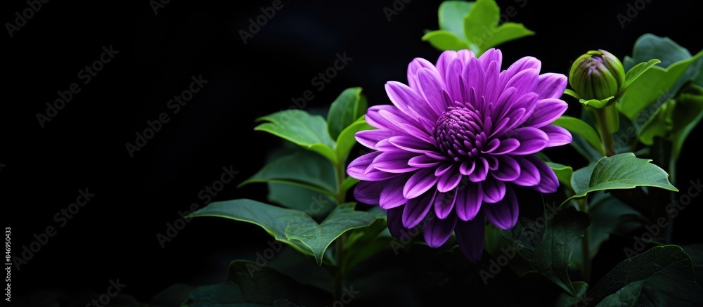 Aufkleber A vibrant purple flower surrounded by lush green leaves set against a stark black background. with copy space image. Place for adding text or design
