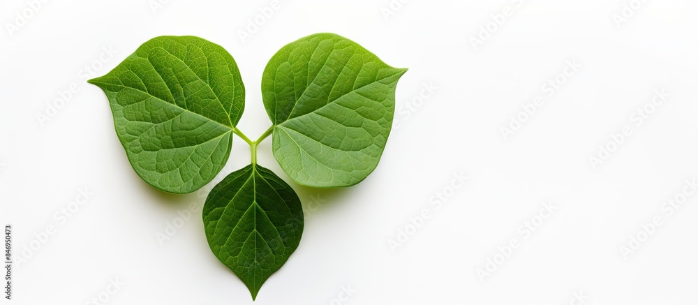 Poster a pair of vibrant green leaves resting on a clean white background. with copy space image. place for