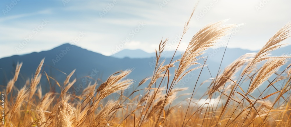 Aufkleber Sunlit mountain vista with a single plant amidst dry grass on a clear autumn day. with copy space image. Place for adding text or design