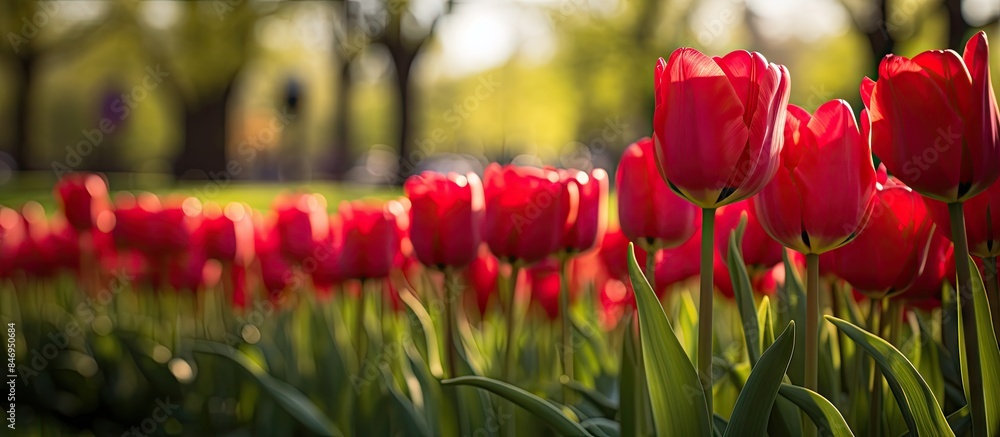 Poster numerous vibrant red tulips bloom in a field of vibrant green grass, creating a picturesque scene at