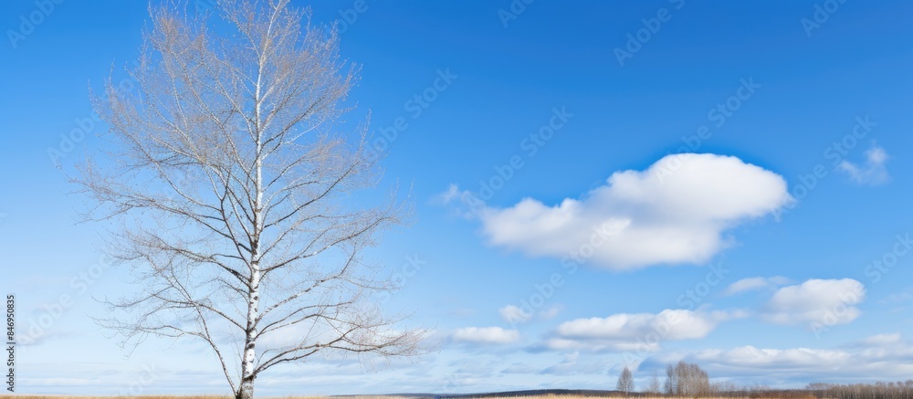 Poster the towering, bare birch tree stands out against the clear blue sky and fluffy white clouds in the b