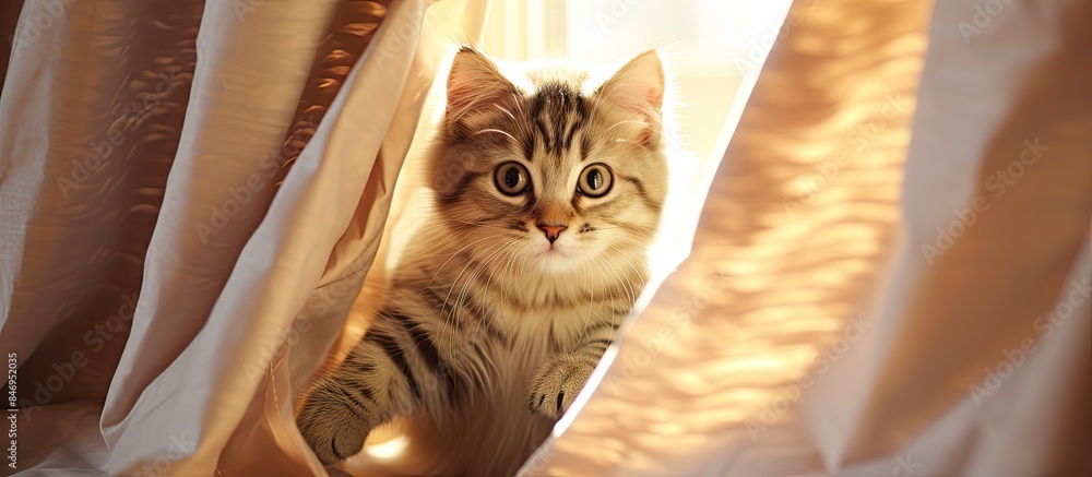 Aufkleber curious cat looks out of window while playful scottish kitten scratches under curtains in the warm s