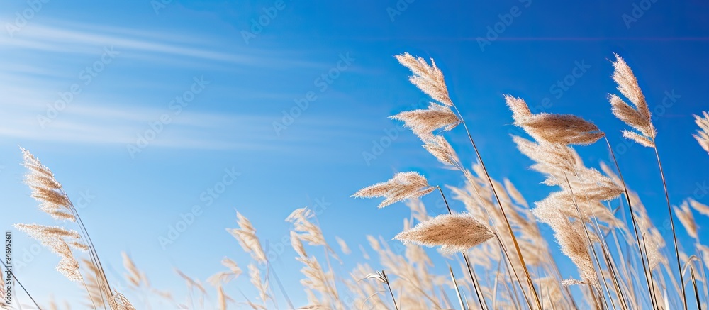 Poster tall grass gently swaying in the wind against a backdrop of a clear blue sky during winter. with cop