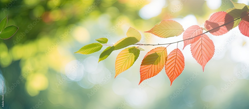 Poster Close-up image showing a branch with lush leaves basking in sunlight. with copy space image. Place for adding text or design