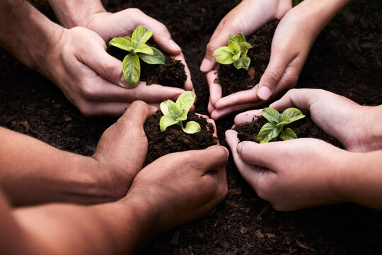 Plants, hands and soil for team with nature, earth wellness and gardening hope for future in agriculture farming. Ecology, collaboration and people or environmental health, community and outreach