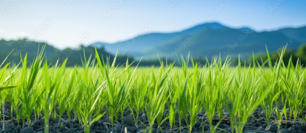 Poster lush green grass covers the field, with majestic mountains in the distance. with copy space image. p