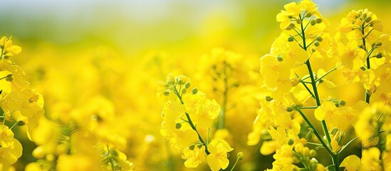 Sinapis arvensis, also known as charlock mustard, field mustard, or wild mustard, is a flowering plant of the Brassicaceae family. It thrives in fields, especially when highlighted by the bright sun