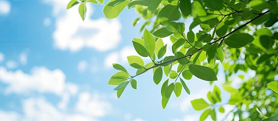 Lush green tree branch set against a vibrant blue sky with the afternoon sun and white clouds, showcasing beautiful green leaves in the corner. with copy space image. Place for adding text or design