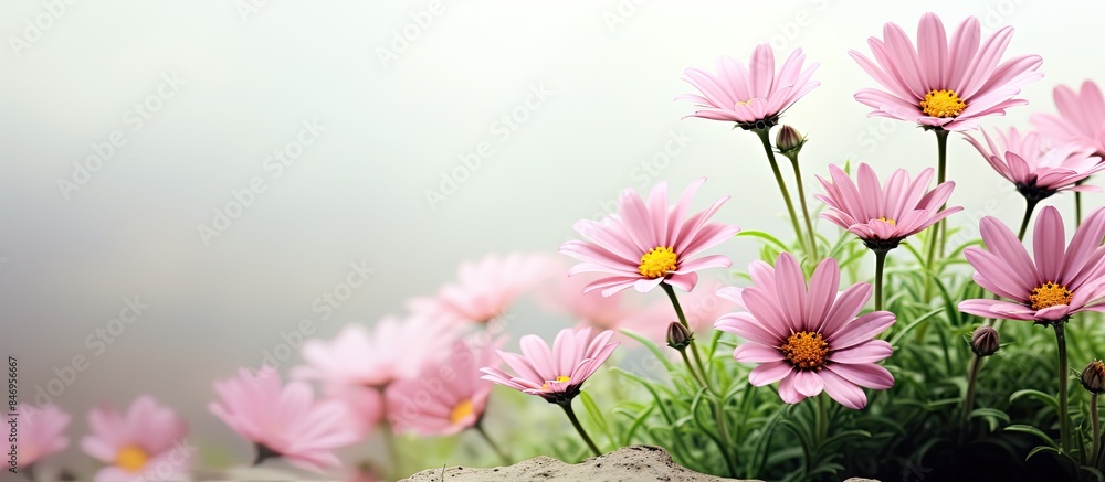 Poster pink daisies in ecology, blooming beautifully from a rocky surface amid greenery. with copy space im