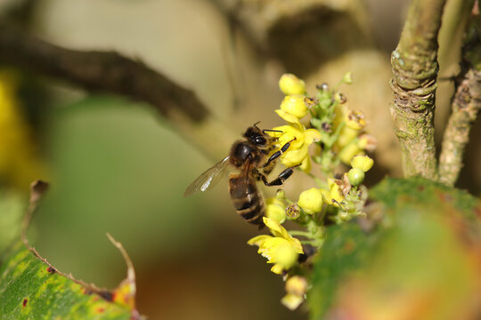 Abeille domestique --- Abeille mellif&egrave;re (Apis mellifera)
Apis mellifera on an unidentified flower or plant
