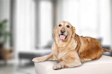 Bored cute domestic dog lying at home