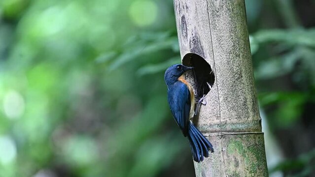 Male Javan Blue Flycatcher or Cyornis banyumas listed as critically endagered species. This bird is feeding its chicks on its nest.