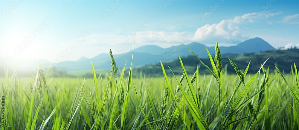 Aufkleber Rice plants in the verdant fields are showcasing vigorous growth against a backdrop of majestic mountains. with copy space image. Place for adding text or design
