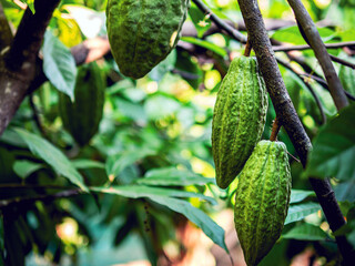 Close-up of green raw Cacao pods grow on trees. The cacao fruits, Raw cocoa cacao tree plant fruit plantation
