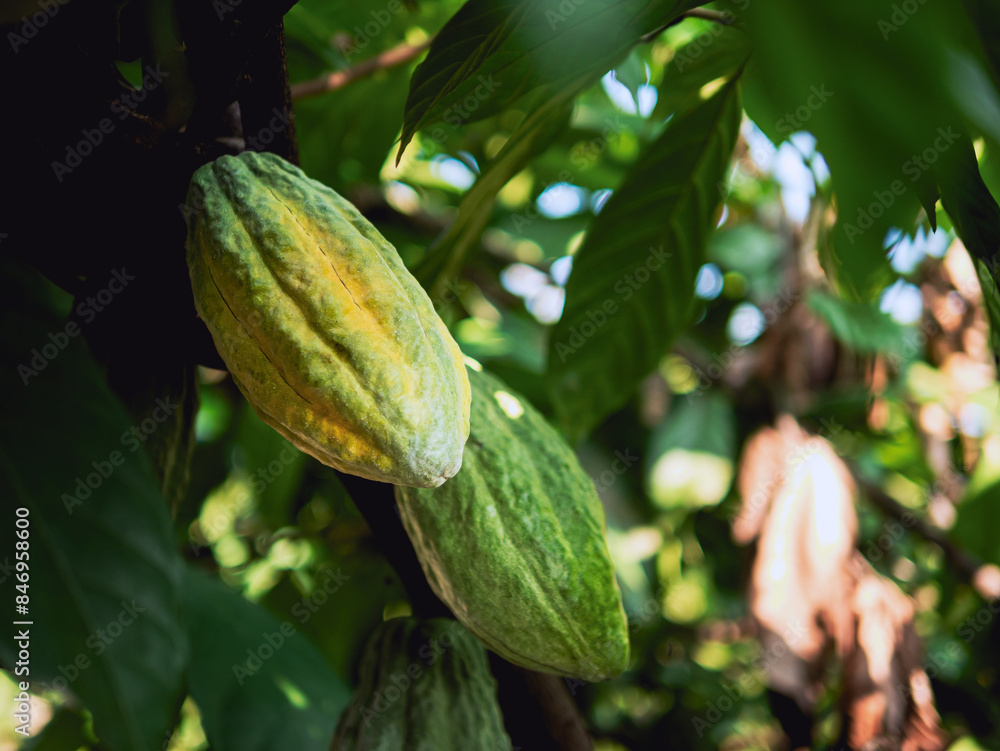 Wall mural Close-up of green raw Cacao pods grow on trees. The cacao fruits, Raw cocoa cacao tree plant fruit plantation