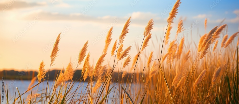 Leinwandbilder Tall grass gently swaying in the breeze by a serene lake as the sun sets in the background. with copy space image. Place for adding text or design