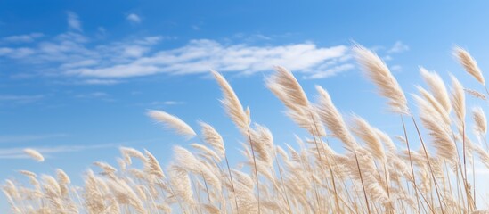 Obraz premium Tall blades of grass sway gently in the wind against a clear blue sky background, evoking a serene natural scene. with copy space image. Place for adding text or design