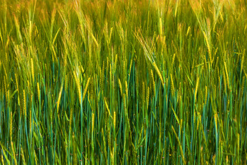 Detail of green ears of corn in a field. The ears are illuminated by the sun.