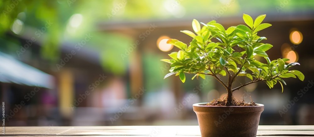 Leinwandbilder lush plant in a concrete pot displayed outside a cafe in khao yai. with copy space image. place for 