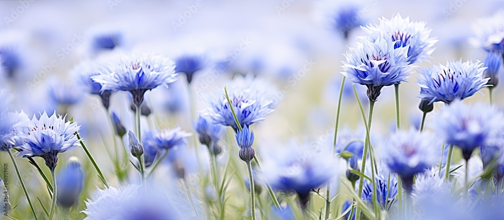 Poster vibrant blue flowers stand out in a lush field of green grass, creating a picturesque scene. with co