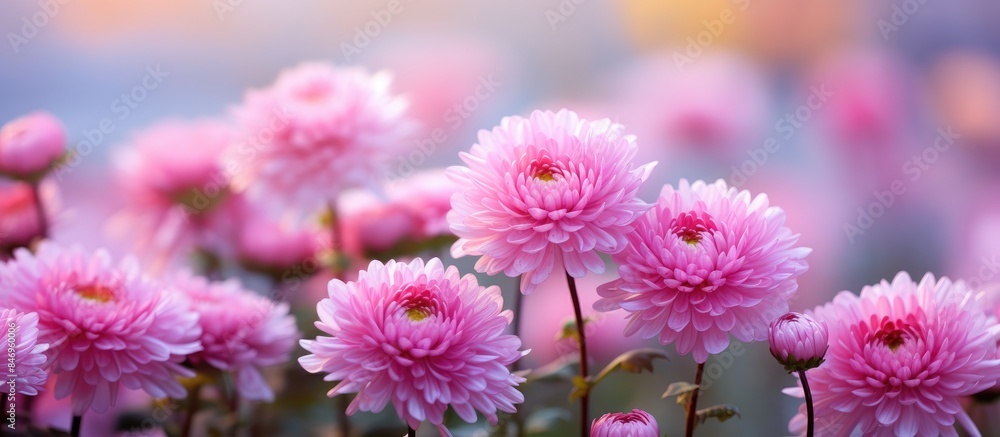 Poster Pink chrysanthemum blooms stand out against a softly blurred background of greenery in Bunga Krisan. with copy space image. Place for adding text or design