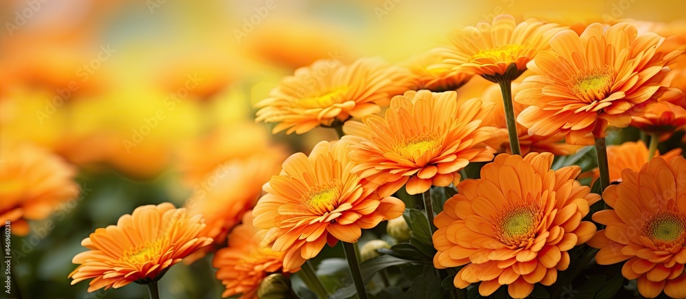 Poster vibrant orange flowers blooming in a field stand out against a sunny yellow background. with copy sp