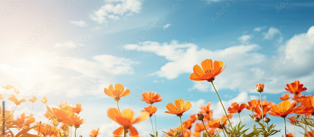 Aufkleber vivid orange flowers stand out in a field against a backdrop of a clear blue sky, creating a beautif