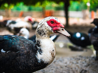 Close-up of head duck in duck farm , agriculture duck farm concept,