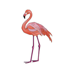 Pretty Flamingo , textured for summer illustrations 