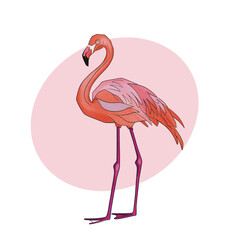 Flamingo with pink background 