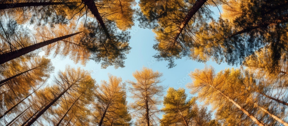Fototapete View of pine trees' yellow and red foliage in an autumn forest setting. with copy space image. Place for adding text or design