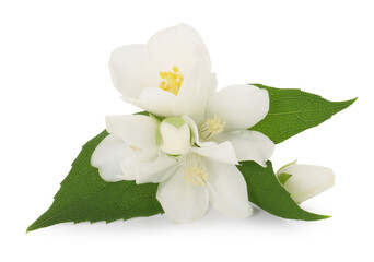 Fototapeta premium Branch of jasmine flowers and leaves isolated on white