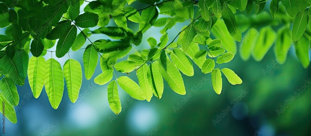 Aufkleber Abundant green leaves dangle elegantly from a tree branch in a lush display of nature. with copy space image. Place for adding text or design