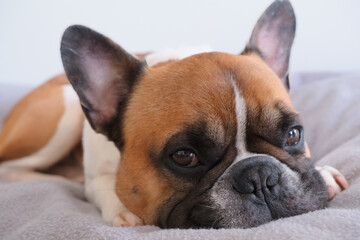 dreaming french bulldog portrait looking aside, putting his head on paws at his dog bed, pets daily routine
