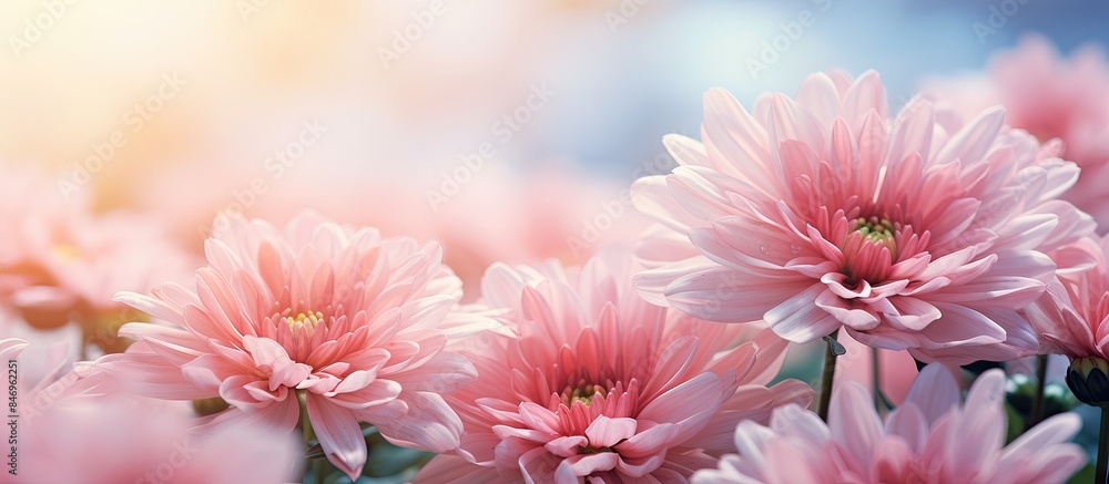 Poster Lush pink flowers bloom abundantly in the open field under the sky. with copy space image. Place for adding text or design